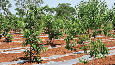 Karnataka: Hospitals helps tobacco growers take to sandalwood farming