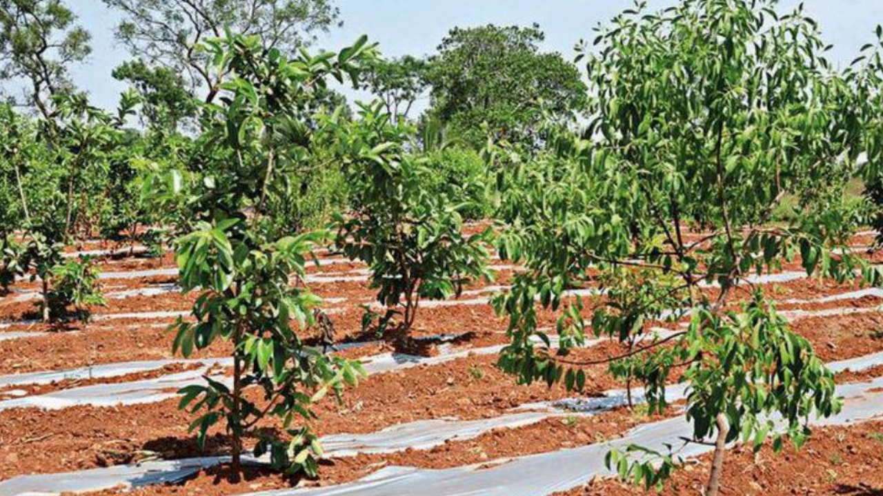 is sandalwood farming profitable