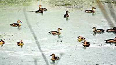 202 bird species spotted in 68 wetlands of Bihar
