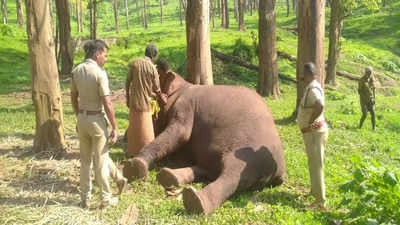 Second oldest camp elephant dies in Tamil Nadu