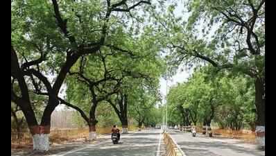 PWD shows the way, saves over 500 big neem trees in Wardha