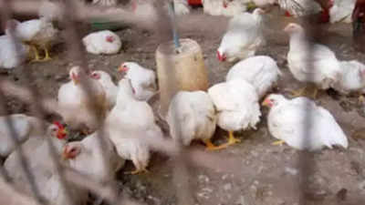 Poultry farms at a loss over chicken deaths due to heat in Maharashtra