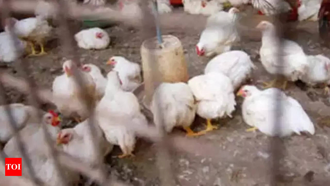 Poultry Farms At A Loss Over Chicken Deaths Due To Heat Pune