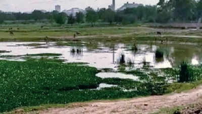 Delhi: Yamuna revamp on track, two key projects completed