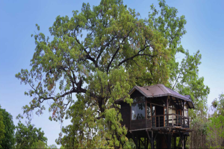 Pench Tree Lodge, Pench