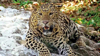 Uttar Pradesh: 64 booked for killing leopard in Bahraich after it attacks  13 | Lucknow News - Times of India