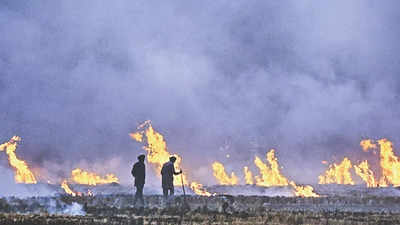 Punjab: 965 stubble burning incidents in a day, figure goes past 3,000