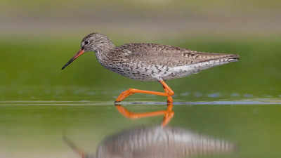 Navi Mumbai: Wetland bird tagged in city, flies 5100km to Russia