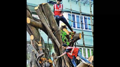 Mumbai: Rs 60 crore spend to trim trees and yet BMC asks public to pay, says BJP neta