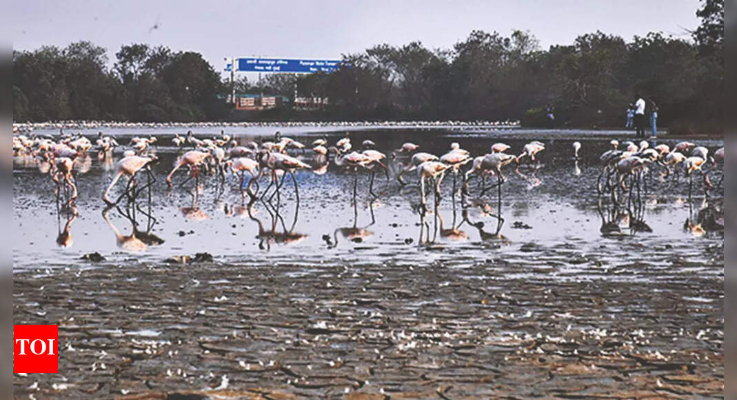 Two New Wetlands Identified, To Be Part Of Flamingo Sanctuary | Navi