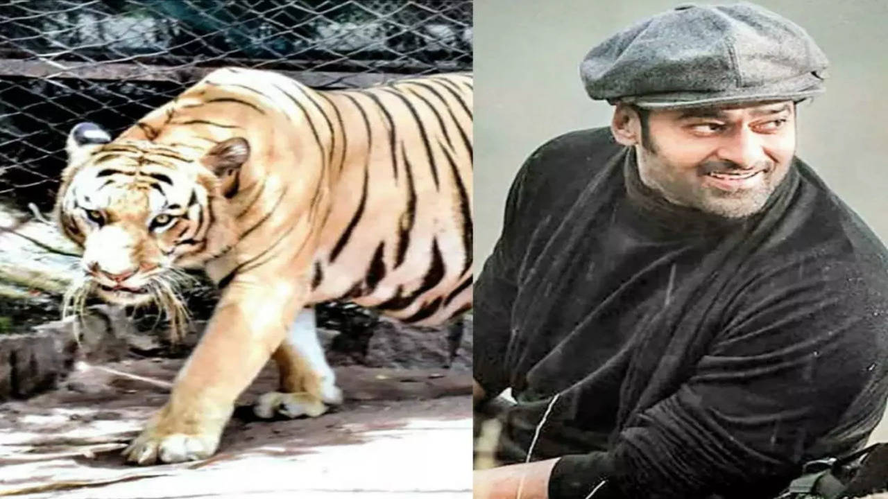 Meet Prabhas, the Royal Bengal Tiger that's become Hyderabad Zoo's