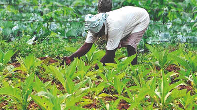 Tobacco Prices High, But Input Costs Hurting Farmers | Ahmedabad News