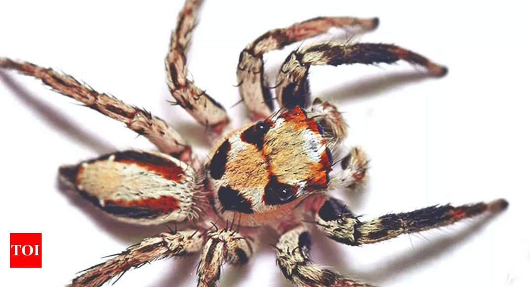 Researchers discover new spider species in Israel –