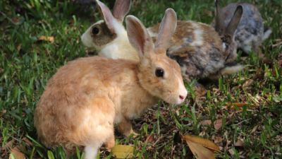 Kambli: Mumbai: Vinod Kambli relinquishes five rabbits to PETA India ...