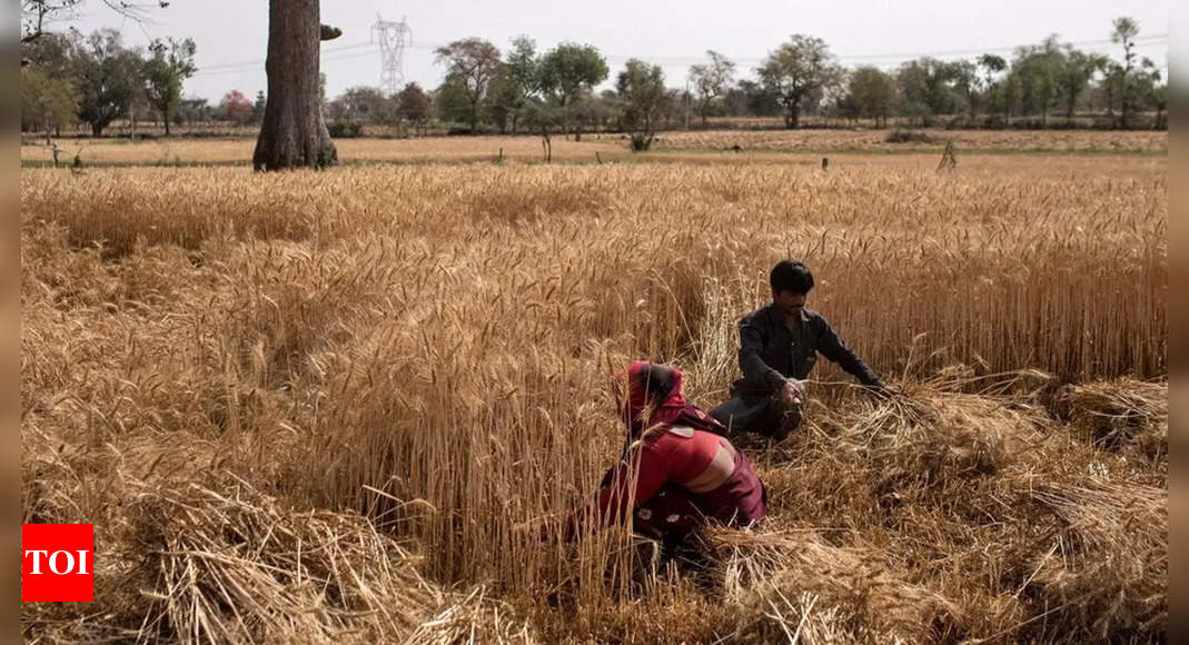 After five record crops, heat wave threatens wheat output, export plans – Times of India