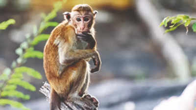 Monkey has fled with murder weapon, Rajasthan cops tell court