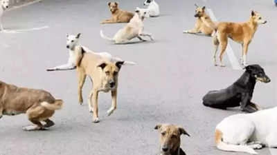 Bufavirus with Chinese strain found in Hyderabad dogs