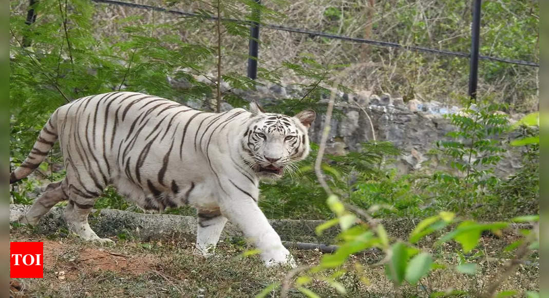 Karnataka: White tigress arrives at Pilikula zoo | Mangaluru News ...