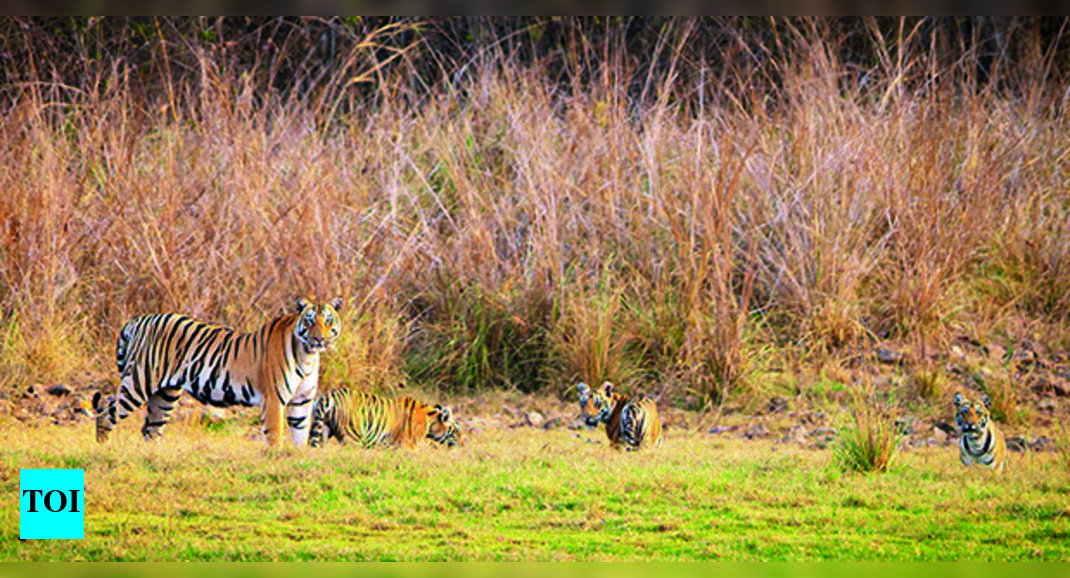 Painganga: Tigers Sighted In Little-known Koka And Painganga Reserves ...