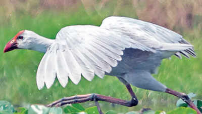 Only one bird of this species exists. It lives in Odisha