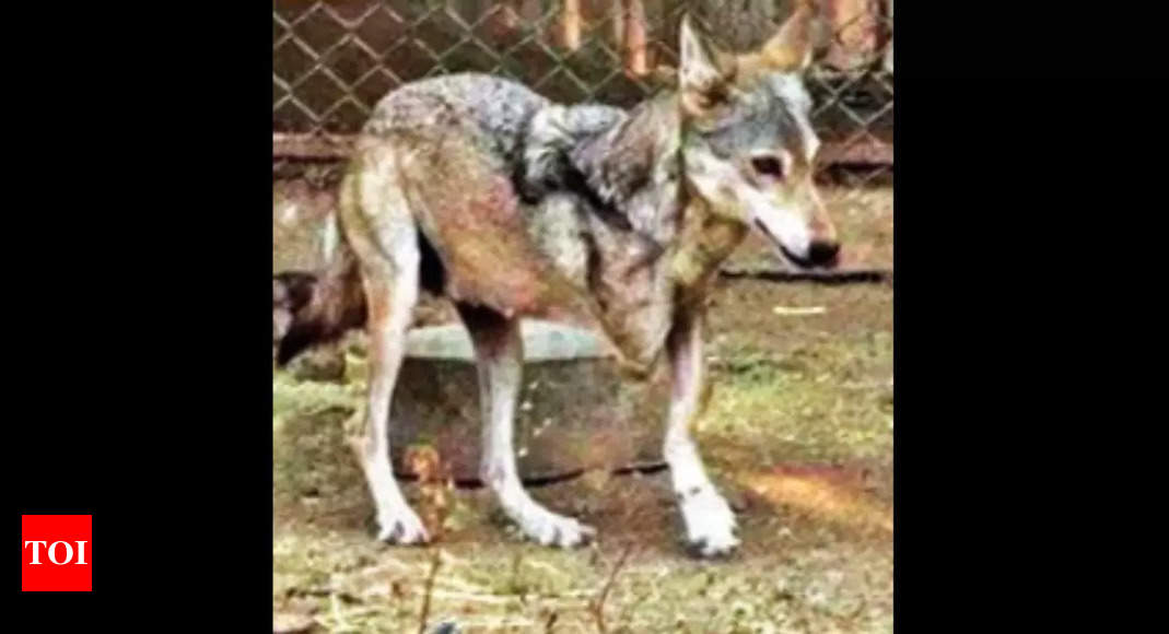 Lrk: Captive-bred Wolves To Be Released In Lrk, Suigam | Ahmedabad News ...