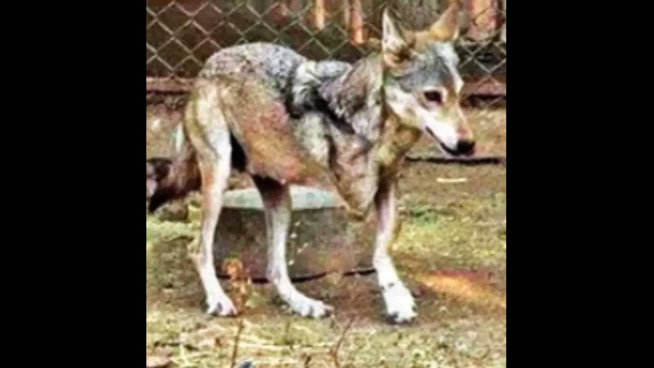 Captive-bred Wolves To Be Released In Lrk, Suigam | Ahmedabad News