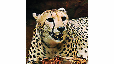 Kuno sanctuary ready to welcome cheetahs