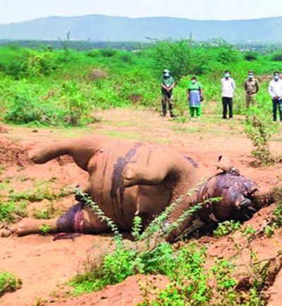 Wild female elephant found dead
