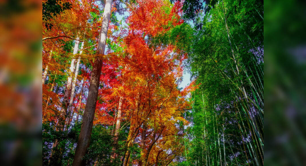A bit of Shinrin-yoku: forest therapy for the soul | Times