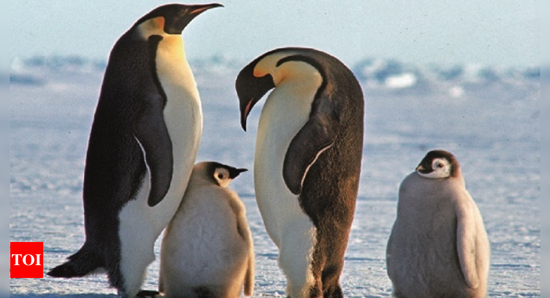 emperor-penguin-at-serious-risk-of-extinction-due-to-climate-change