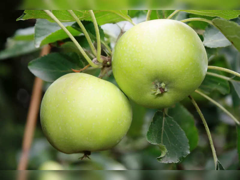 Have you heard of the goodness of Swiss apple stem cells? - Times of India