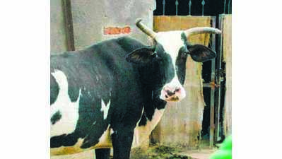 State’s first ‘Cow Safari’ to come up on 150 hectares land in Jalaun dist soon