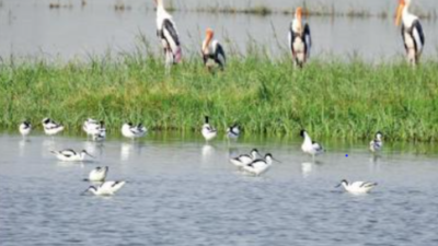Delhi: Winter birds extend stay at Najafgarh Jheel despite heat
