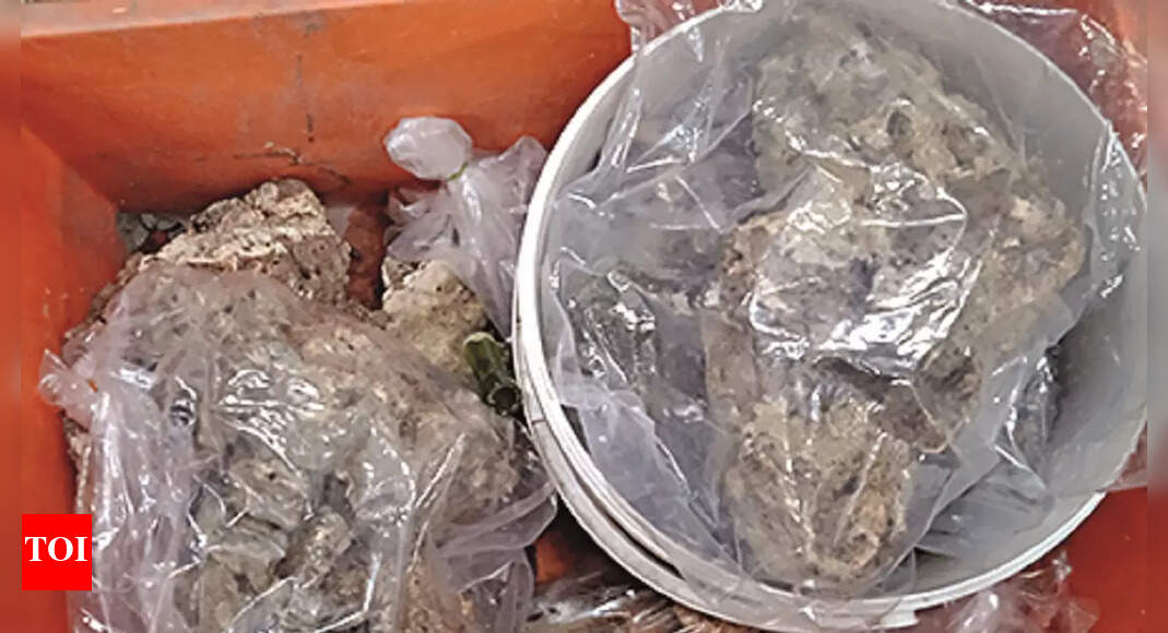 Illegal Coral Trader’s Aides Hold Officials Captive, Two Arrested