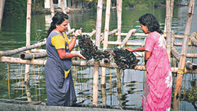 Kerala: Women farmers in Moothakunnam and Chettuva reap bumper harvest of mussels