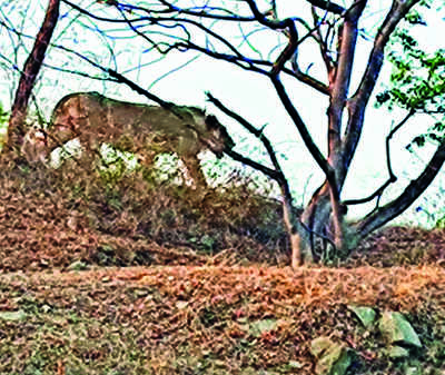 Lone lioness spotted in village 25km from Rajkot