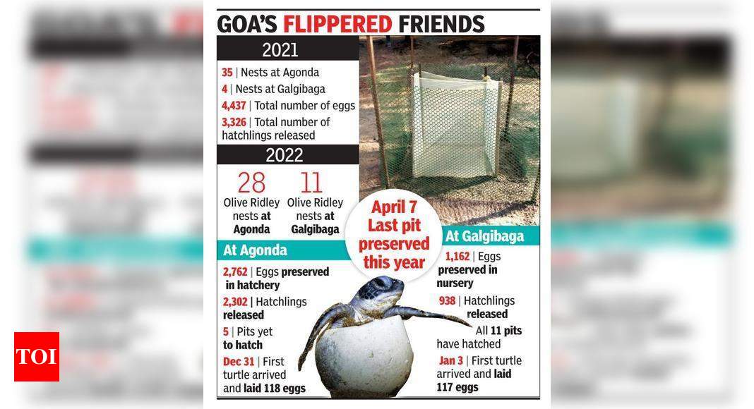 Over 3,000 turtles released from Galgibaga and Agonda | Goa News ...