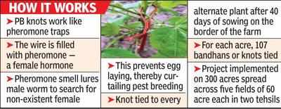 This ‘rakhi’ protects plant from pink bollworm