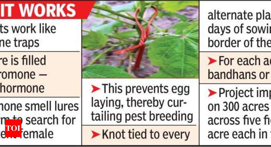 This 'rakhi' protects plant from pink bollworm | Nagpur News