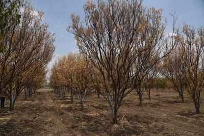 Heatwave hits orange crop, output to decline this season