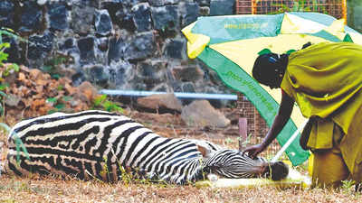 Tamil Nadu: Zebra faints at Vandalur zoo; not due to heat, say officials