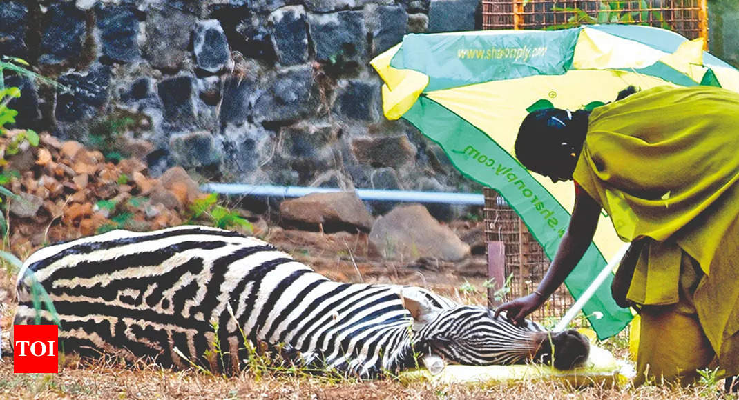 Zebra Faints At Zoo; Not Due To Heat, Say Officials | Chennai News - Times  of India
