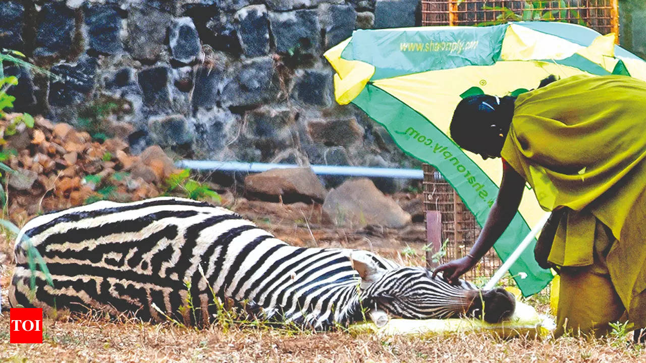 Zebra Faints At Zoo; Not Due To Heat, Say Officials | Chennai News - Times  of India