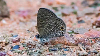 Tailless Lineblue butterfly spotted in Delhi for first time
