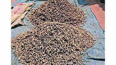 Kandhamal turmeric growers seek hike in procurement price