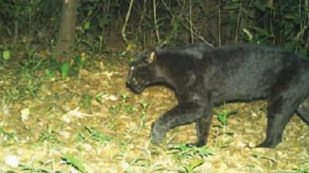 More than one black panther in Goa, say wildlifers, locals | Goa News -  Times of India