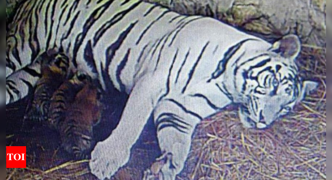 White Tigress Gives Birth To 3 Cubs In Maharashtra Zoo