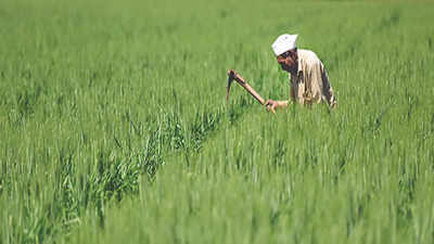Madhya Pradesh tops the chart in area under natural farming