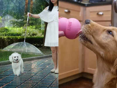 Help your pets beat the heat with these cool accessories