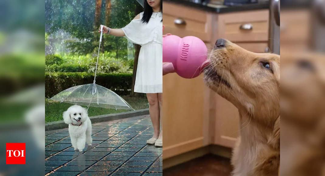 Help your pets beat the heat with these cool accessories